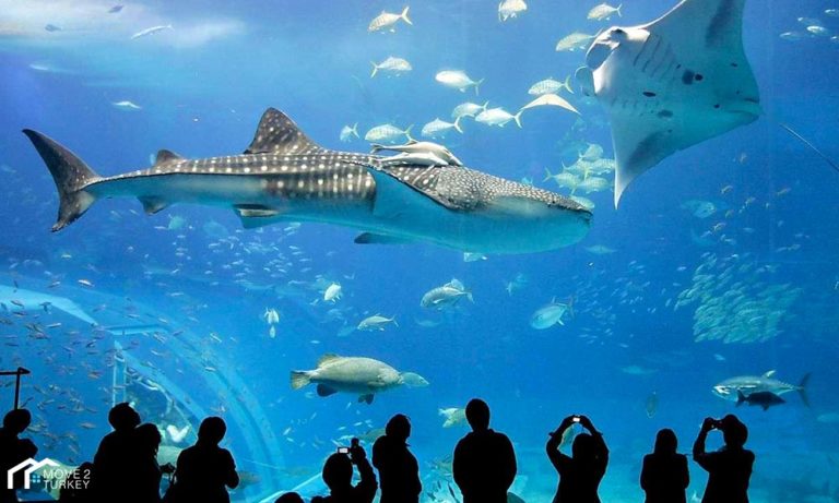 Video: Get To Know Istanbul Aquarium, The Best Of Its Kind