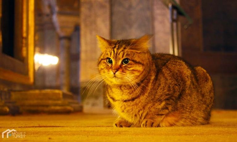 Cats in Istanbul, the secret of these creatures in this charming city