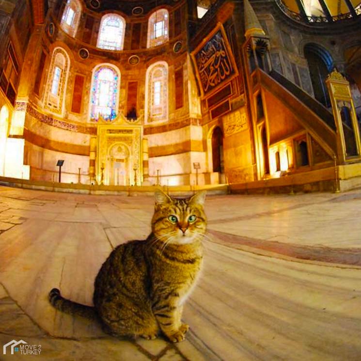 cat tour istanbul