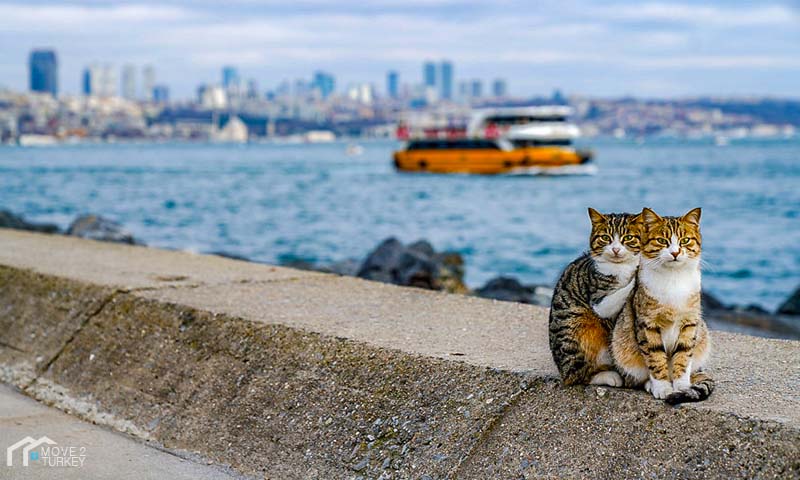 cat tour istanbul