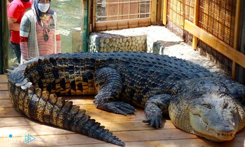 largest crocodile in turkey in Antalya zoo