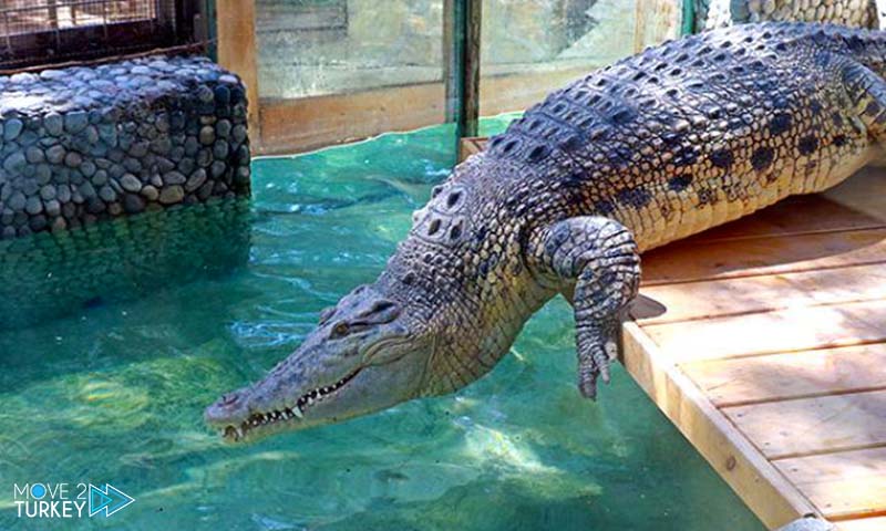 largest crocodile in turkey