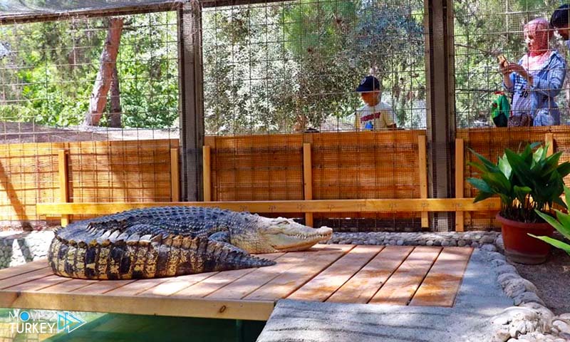 largest crocodile in turkey in Antalya zoo