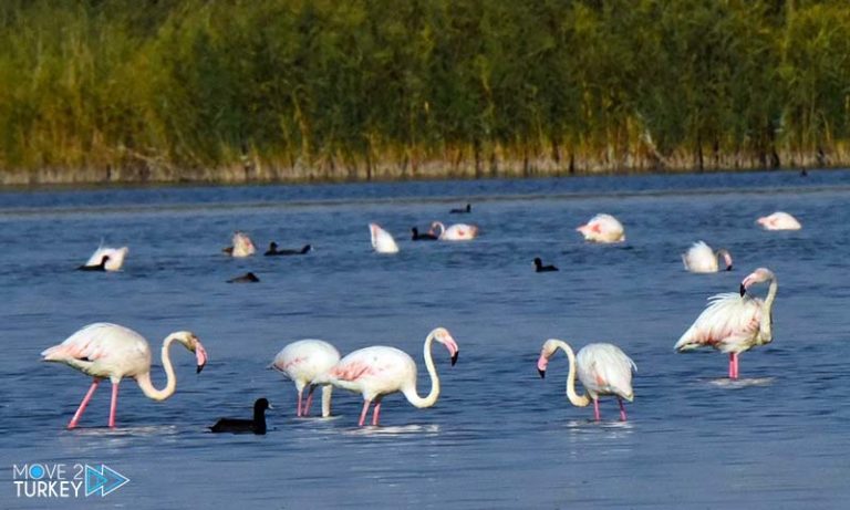 In pictures: Watch thousands of flamingos arrive at Lake Van in Turkey