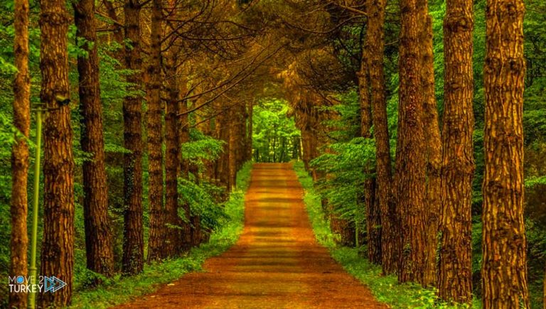 Belgrade forest in Istanbul