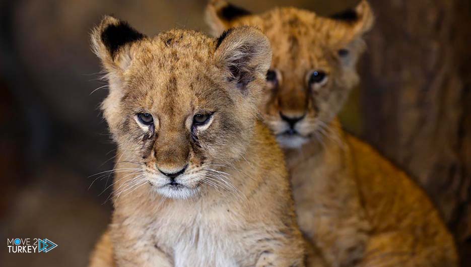 photos the name of 2 cubs will be determined by voting on social media