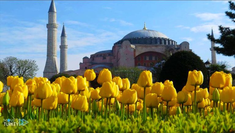 The appearance of tulips occurred with spring in April as a guest of Istanbul