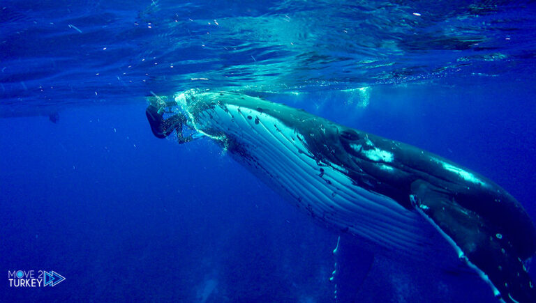 An American diver survives from entering a whale’s stomach