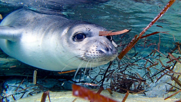 Mediterranean monk seals spotted in Kas in Antalya