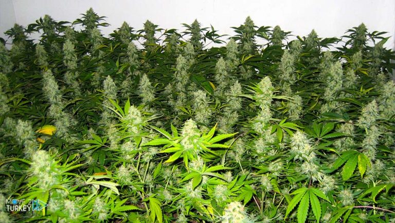 Seizures of 52 cannabis rootstocks in the Manisa region