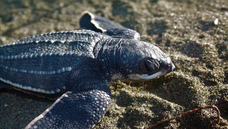 A turtle with a leather shell was spotted in Turkish waters