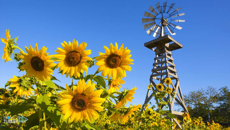 “Sunflower” harvest begins in Edirne province, Turkey