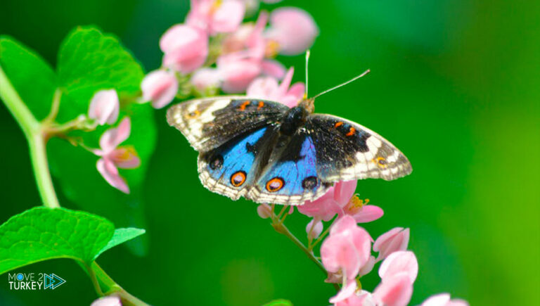 Turkish garden for the reproduction of tropical butterflies in Konya