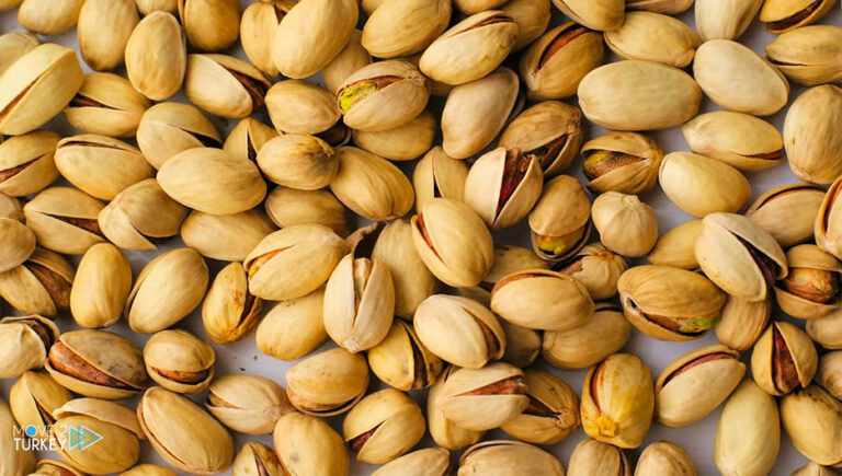 Pistachio harvesting completed in Batman, Turkey