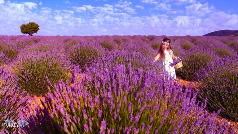 Turkey… Lavender gardens fascinate tourists in “Pamukkale”