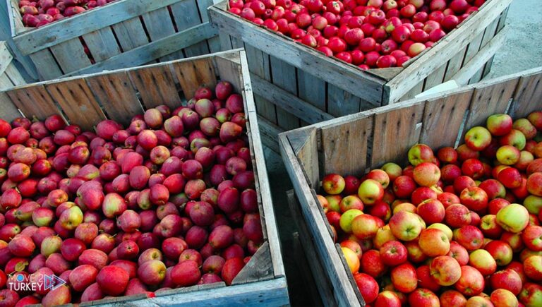 Turkey exports apples, with a quantity of 30 thousand tons