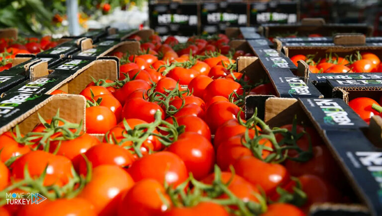 Turkey exports tomatoes with 265 million dollars in 9 months