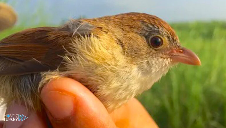 For the first time… a bird on the verge of extinction was found in south