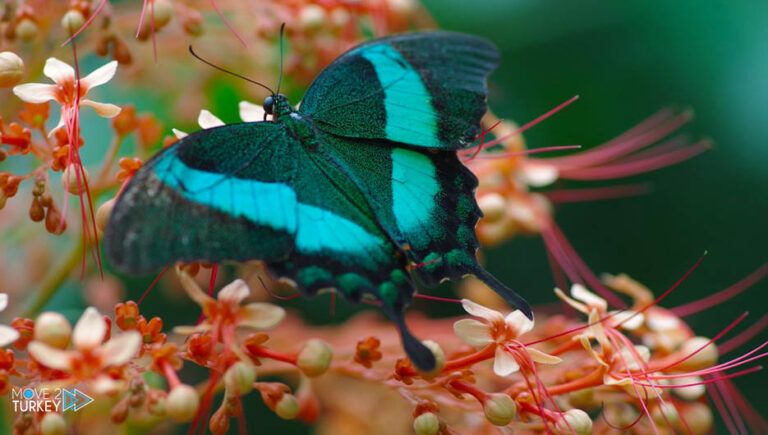 Turkey.. Tropical Butterfly Garden receives 375,000 tourists in 2021