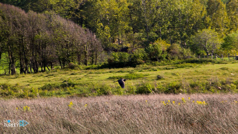 Turkey.. “Sari Kum” reserve attracts bird watchers