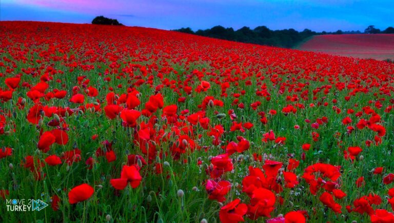 Turkish Manisa.. Paintings of red poppies delight the onlookers