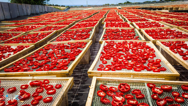 Tomato drying season begins in western Turkey