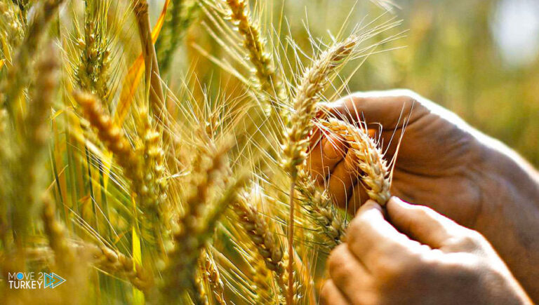 Turkey expects wheat prices to drop globally with the Istanbul agreement