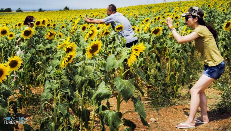 Turkey.. “Sunflowers” fields tempt photography enthusiasts