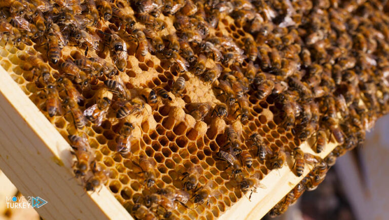 Turkey.. A remarkable demand for healthy bee propolis