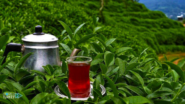 Turkish Rize.. the home of beauty and the capital of fine tea