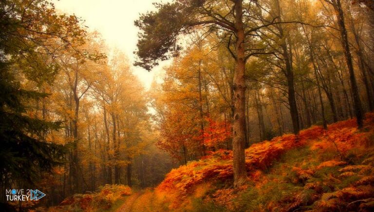 Turkey.. Autumn colors cover the forests of the Black Sea region