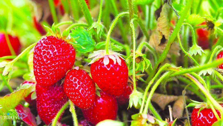 With Turkish experiences.. Somali strawberry for the first time