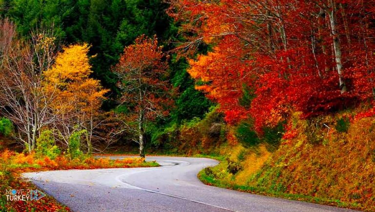 Turkey.. Poplar forests bloom in autumn colors