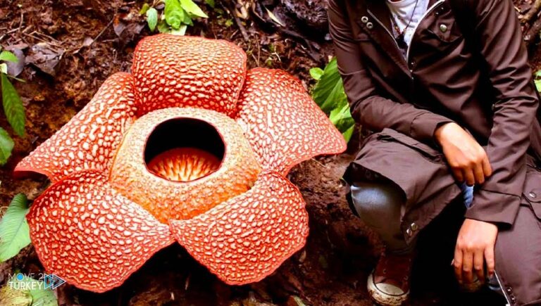 Giant “corpse flower” spotted in Indonesia